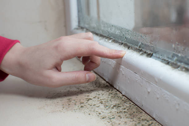 Best HVAC Mold Inspection and Cleaning  in Aiea, HI