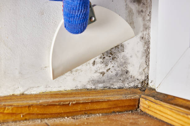 Best Post-Construction Mold Inspection  in Aiea, HI